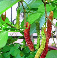 Mulberry Blackberry Fruit Mix Seeds