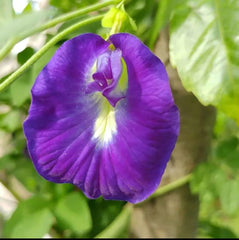 Butterfly Pea Flower Seeds